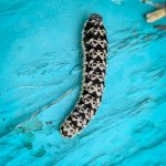 a sawfly larva with no common name; Latin name is Tenthredo grandis (Bangor, ME; 7/10/2025) (Photo courtesy of Dori McCormick)