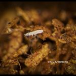 a white, almost translucent springtail (Order Poduromorpha; either Family Tullbergiidae or Onychiuridae) (in potting soil; 7/19/2023)