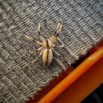 an American Nursery Web Spider with dark bands on the legs (Pisaurina mira) (Woolwich, ME; 8/1/2025) (Photo courtesy of Phil Baton)