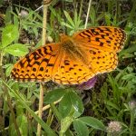 an Aphrodite Fritillary butterfly (Speyeria aphrodite) (Hollis, ME; 7/12/2025) (Photo courtesy of Dave Thompson)
