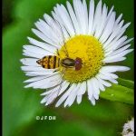 an Eastern Calligrapher syrphid fly (Toxomerus geminatus) on an aster flower (their larvae feed on a variety of aphids and mites) (Old Town, ME; 7/12/2025)