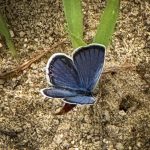 an Eastern Tailed-Blue Butterfly (Cupido comyntas) (Hollis, ME; 7/12/2025) (Photo courtesy of Dave Thompson)