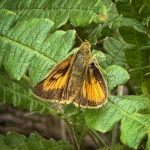 a Hobomok Skipper (Lon hobomok) (Hollis, ME; 7/12/2025) (Photo courtesy of Dave Thompson)