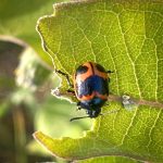 a Swamp Milkweed Leaf Beetle (Labidomera clivicollis) (Hollis, ME; 8/9/2025) (Photo courtesy of Dave Thompson)