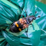 a Tomentose Burying Beetle (Nicrophorus tomentosus) covered with 10 or more phoretic mites as well (South Portland, ME; 8/28/2025) (Photo courtesy of Michael Hanson)