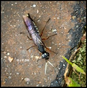 a Maple Wood Wasp (Xiphydria maculata) (Old Town, ME; 7/12/2025)