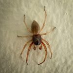 a Broad-faced Sac Spider (Trachelas tranquillus) (Portland, ME; 9/8/2025) (they often wander indoors by accident, especially in the fall) (Photo courtesy of Christie Constantine)