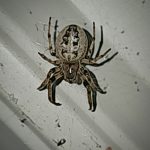 a Furrow Orbweaver spider at the center of her web (Larinioides cornutus) (Livermore, ME; 9/18/2025) (Photo courtesy of Morgan McDonald)
