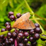 Hibiscus Leaf Caterpillar Moth (Rusicada privata) perched on a cluster of elderberries (St. George, ME; 8/26/2025) (Photo courtesy of B. Mroz)