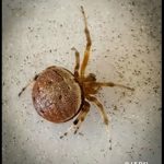 a Lattice Orbweaver spider (Araneus thaddeus) (Old Town, ME; 9/26/2025)