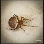 a Lattice Orbweaver spider (Araneus thaddeus) (Old Town, ME; 9/26/2025)