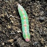 a Mottled Prominent caterpillar (Macrurocampa marthesia) (Kittery, ME; 9/13/2025) (Photo courtesy of Liz N)