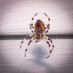 a Shamrock Orbweaver waiting for prey at the center of its web; ventral view (Araneus trifolium) (Lamoine, ME; 9/4/2025)