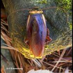 an Australian Cockroach (Periplaneta australasiae) (Bath, ME; 10/17/2025) (a very rare visitor/hitchhiker to Maine; prefers/requires tropical and subtropical climates)