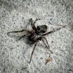 a Fierce Orbweaver spider (Araneus saevus) (Holden, ME; 10/4/2025) (Photo courtesy of Deb Schmidt)