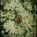 an Oriental Beetle (Anomala orientalis) perched on Queen Anne's Lace (Turner, ME; 7/21/2023)