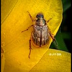 an Oriental Beetle (Anomala orientalis) on a petunia flower (Old Town, ME; 7/5/2025)