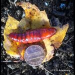 pupa of a Pandora Sphinx moth (Eumorpha pandorus) (Princeton, Maine; 10/28/2025)