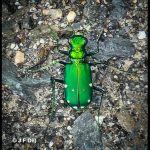 a Six-spotted Tiger Beetle (Cicindela sexguttata) (Old Town, ME; 5/30/2025) (people often see one of these and then assume it's an emerald ash borer due mostly to their metallic green color)
