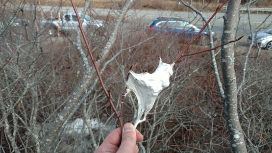 browntail web in serviceberry.