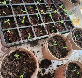 seedlings started for a garden