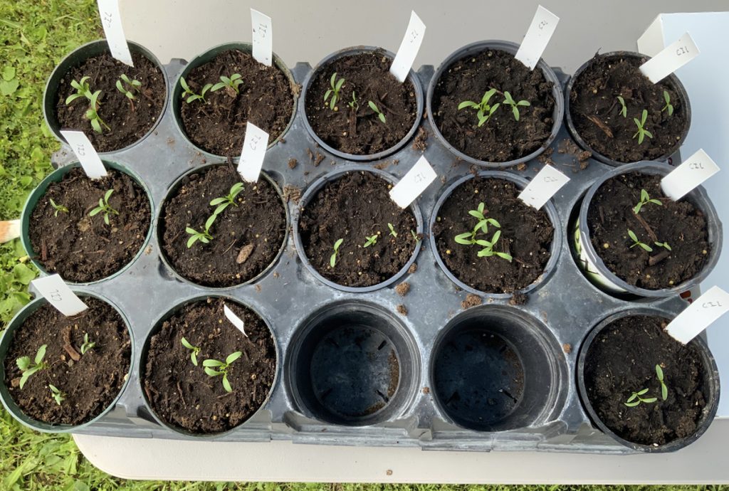 seedlings