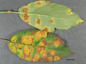 Infected leaf surfaces