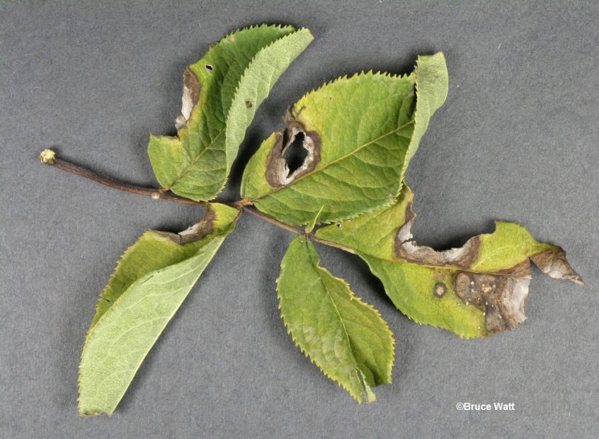 ascochyta leaf blight campanula