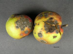 Apple scab on fruit