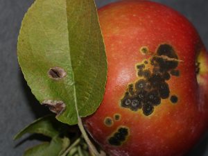 Apple scab on fruit and leaves