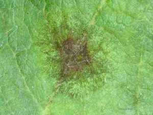 Apple scab lesion on leaf