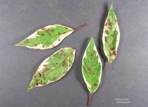 Spotted leaves