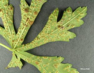Telia on Infected leaf