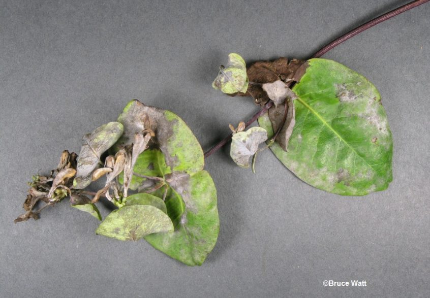 Honeysuckle - Powdery Mildew - Cooperative Extension: Insect Pests ...