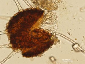 Cleistothecium, ascus, ascospores
