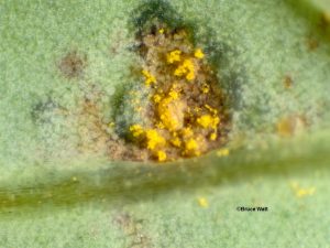 Uredospores on leaf underside