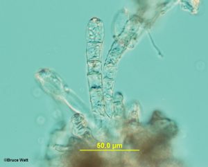 Powdery mildew conidia