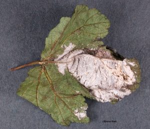 Powdery mildew on leaf underside