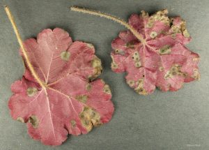 Infected leaves