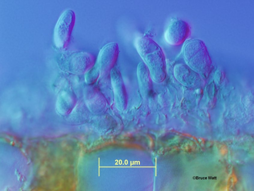 Birch - Marssonina Leaf Spot - Cooperative Extension ...