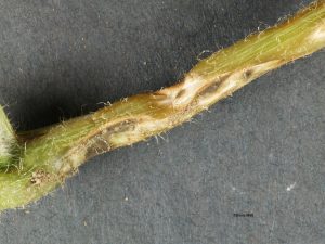 Sample 2: Scab of cucumber -- stem
