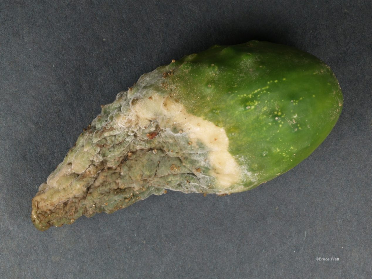 Cucurbit - Phytophthora Fruit Rot - Cooperative Extension: Insect Pests ...