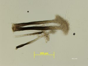 Pesotum (Graphium) synnemata