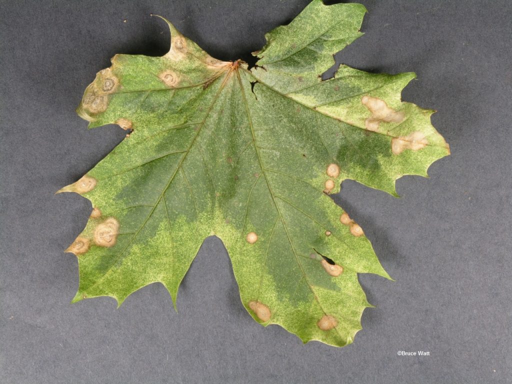 Maple Cristulariella Leaf Cooperative Extension Insect Pests