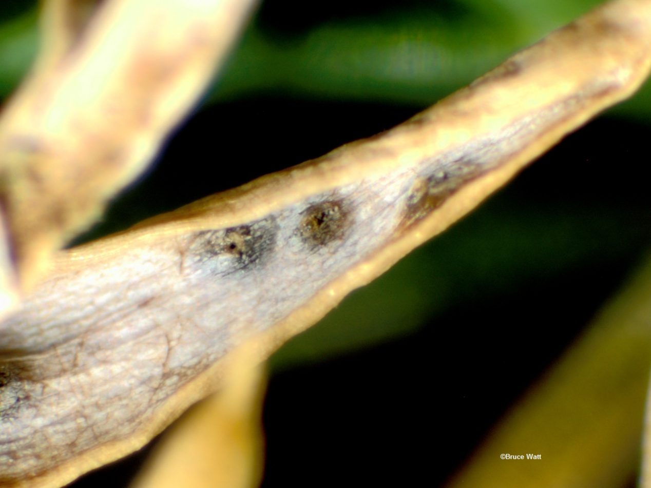 Juniper Phomopsis Blight Cooperative Extension Insect Pests, Ticks