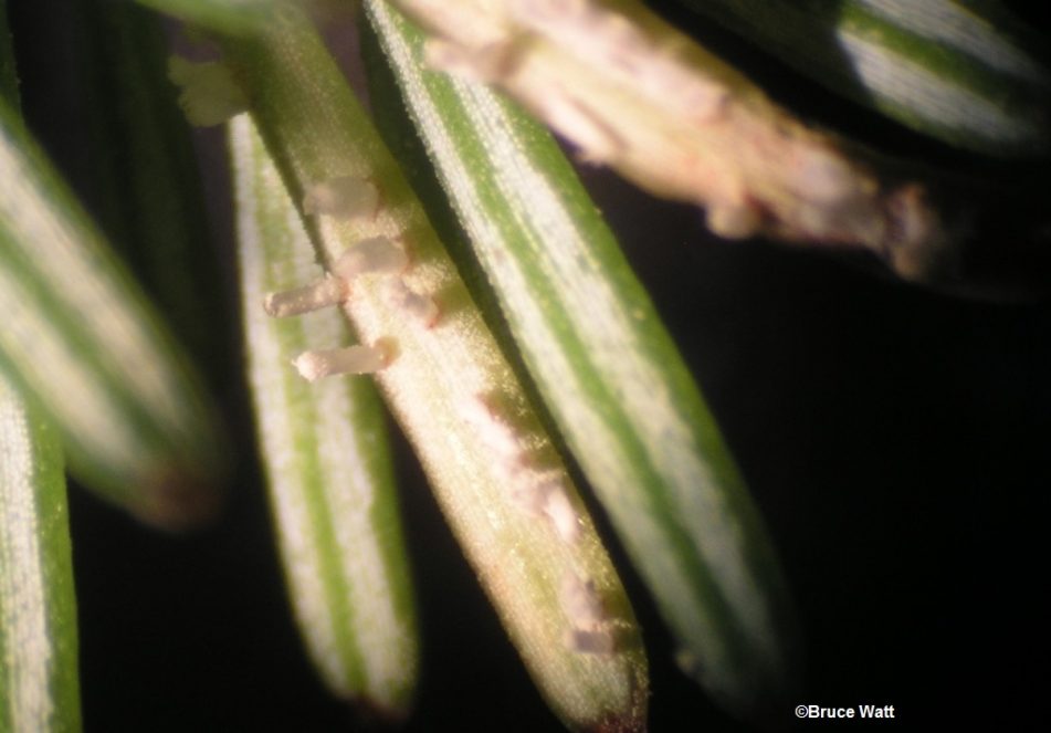 Fir-Fern - Rust - Cooperative Extension: Insect Pests, Ticks and Plant ...