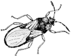 Chinch bug