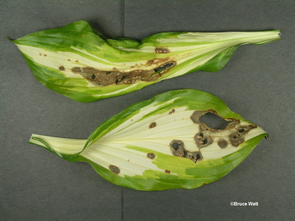 Hosta Botrytis Leaf Spot Cooperative Extension Insect Pests Ticks 