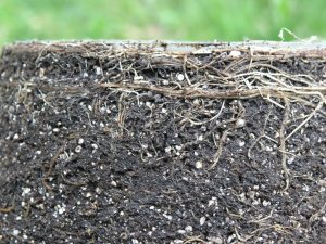 Pythium infected roots
