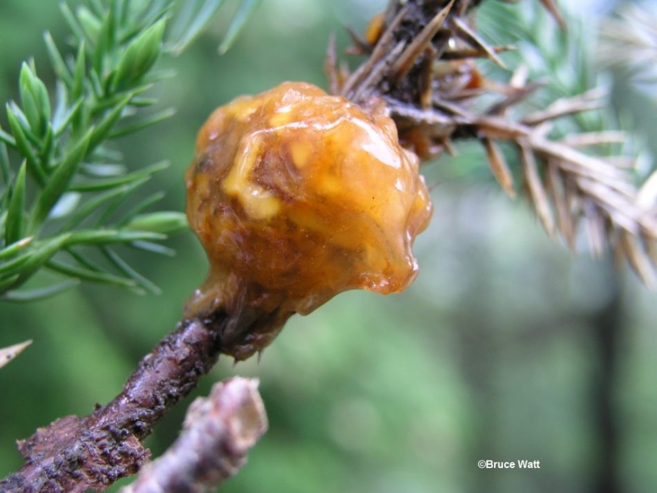 Juniper Gymnosporangium Rust Cooperative Extension Insect Pests